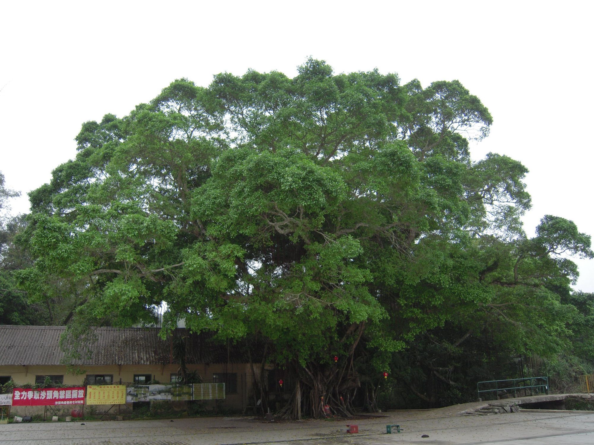 Register of Old and Valuable Trees