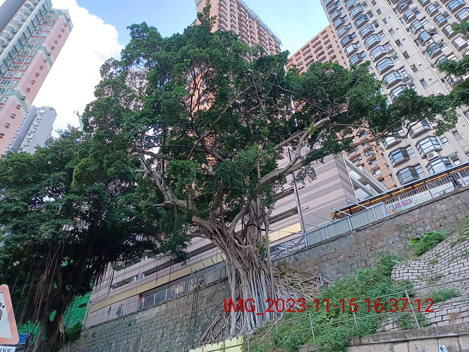 Register of old and valuable trees