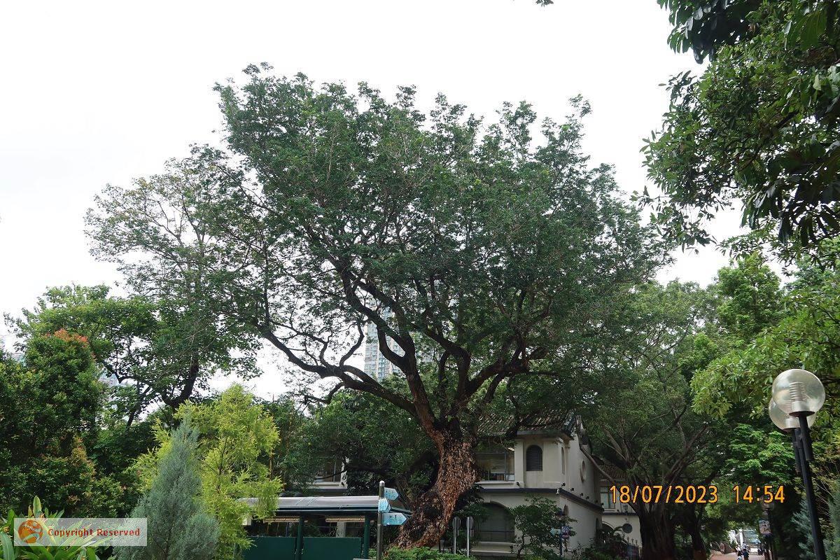 Tree Photo